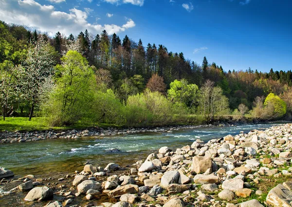강 과 숲으로 뒤덮인 풍경 스톡 사진