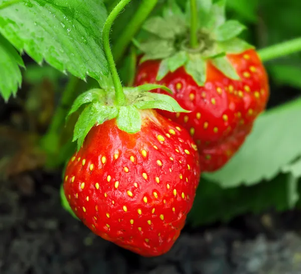 Strawberry växt — Stockfoto