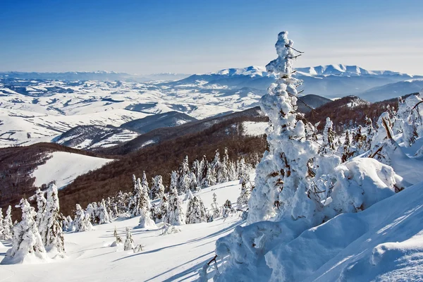 Pini ricoperti di neve — Foto Stock