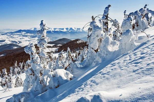 Pinos cubiertos de nieve —  Fotos de Stock