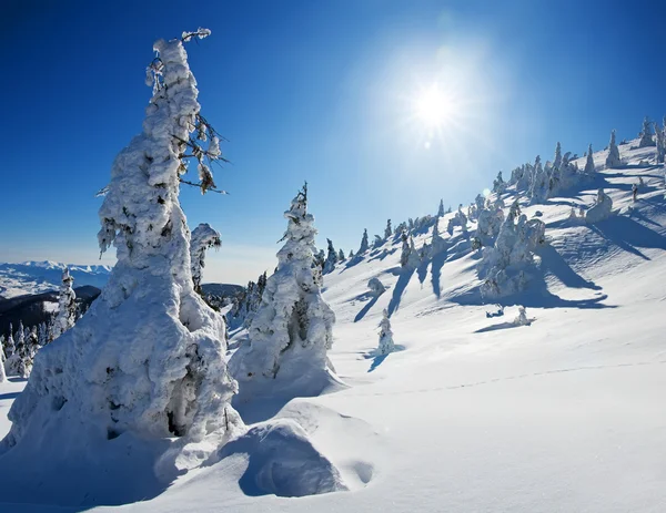 Pini ricoperti di neve — Foto Stock