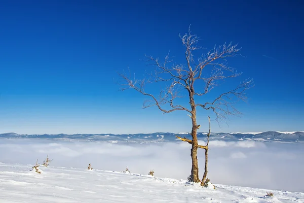 Baum auf einem Hügel — Stockfoto
