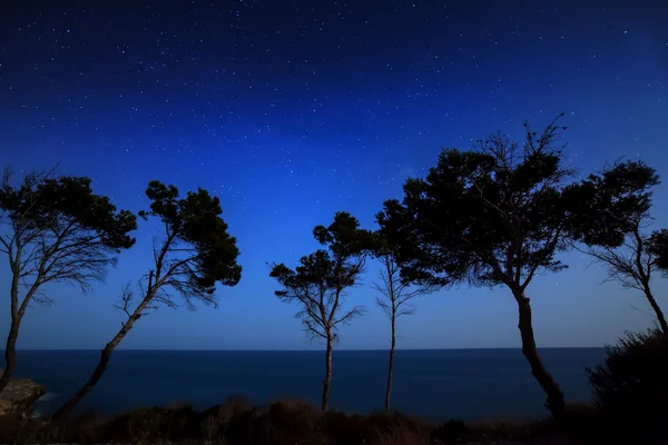 Bomen in de nacht — Stockfoto