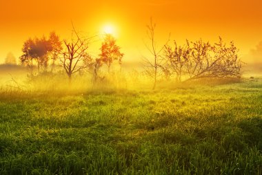 Sunrise ağaçları ile