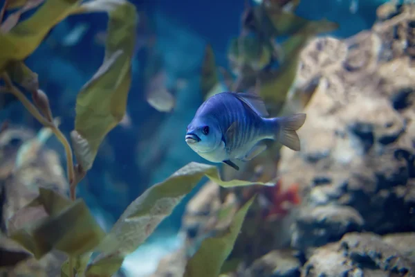 Pescado —  Fotos de Stock