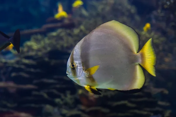 Peixe — Fotografia de Stock