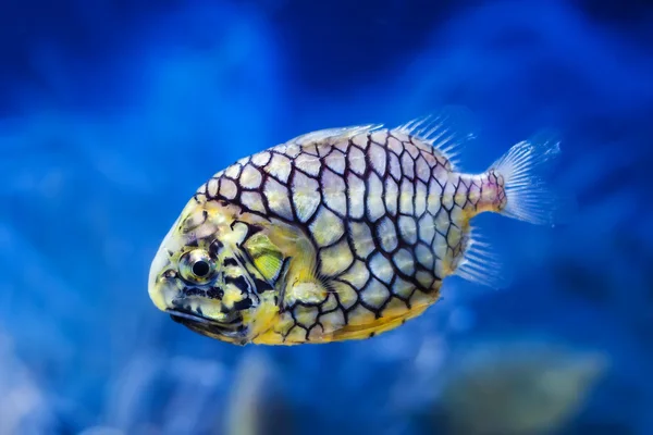 Pescado — Foto de Stock