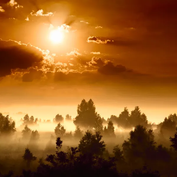 Lever de soleil dans la forêt — Photo