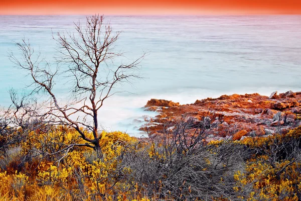 Árvore e pedras na costa — Fotografia de Stock