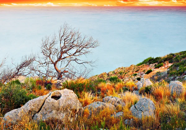 Árvore e pedras na costa — Fotografia de Stock