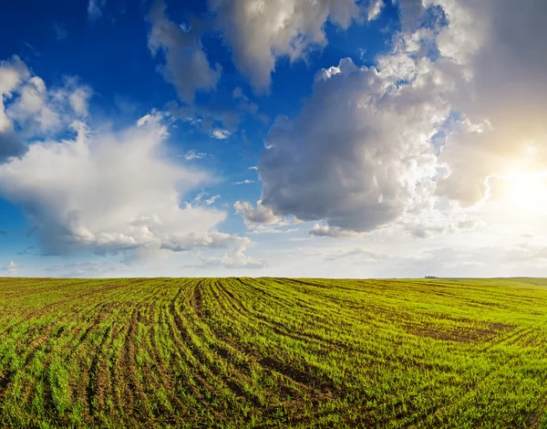 Campo di primavera — Foto Stock