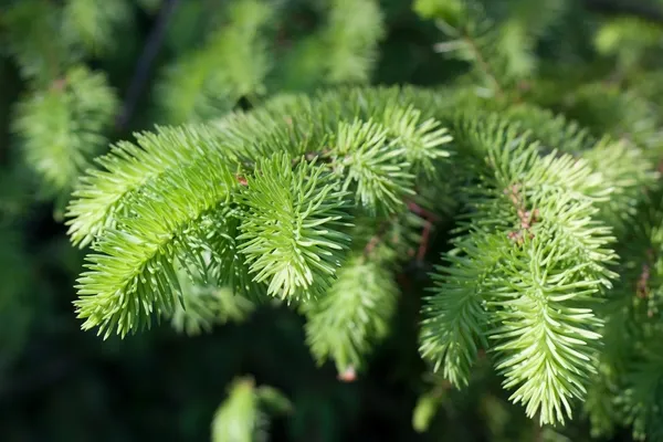 Grüne stachelige Tanne im Sommer — Stockfoto