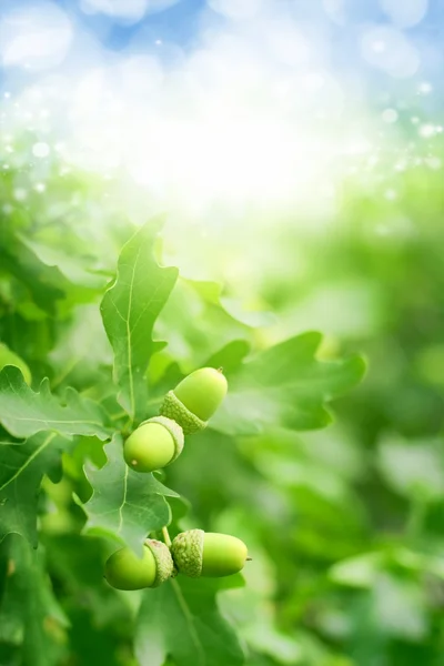 Quercia verde, cielo blu — Foto Stock