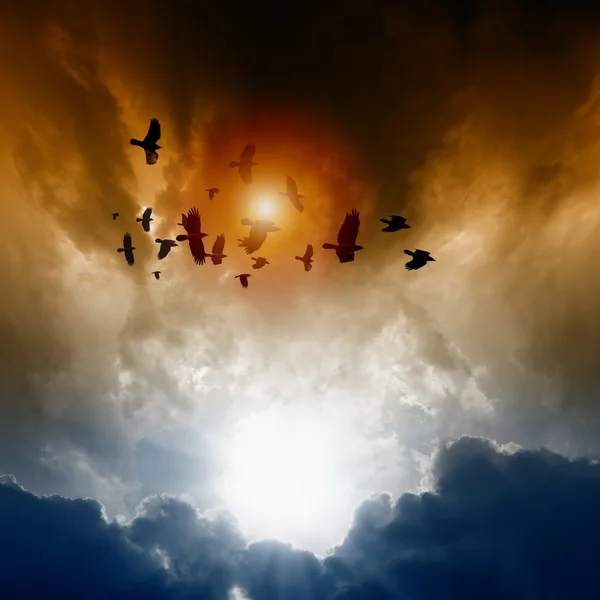 Вороны в темном небе — стоковое фото