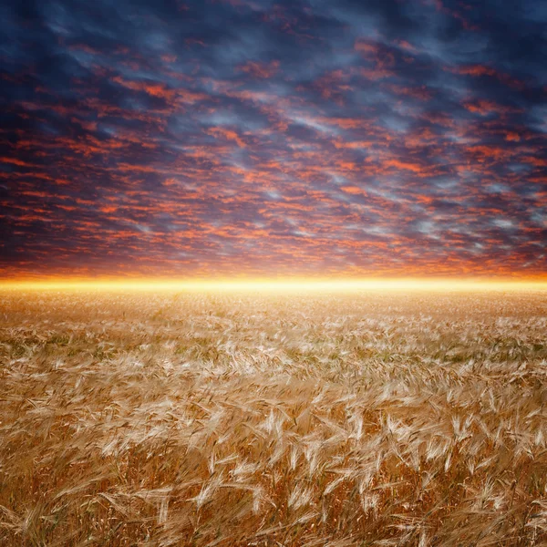 Campo di grano maturo — Foto Stock