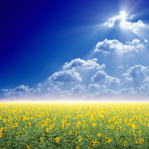 Sunflowers field — Stock Photo, Image