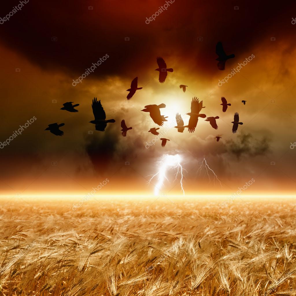 Flock of flying ravens, wheat field — Stock Photo © I_g0rZh 19511161