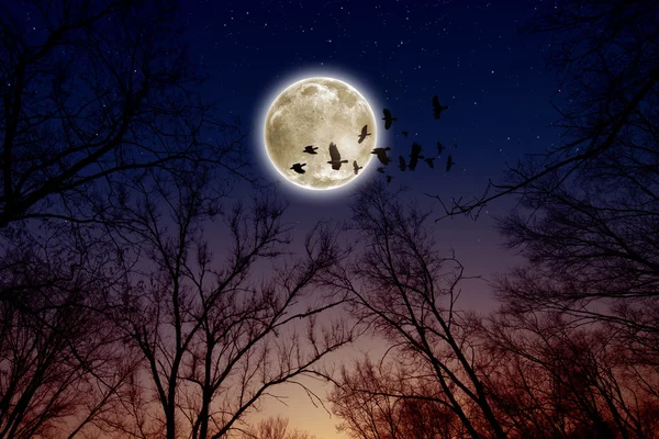 Luna llena, cuervos — Foto de Stock