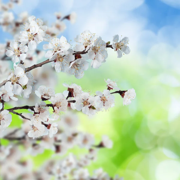 Fioritura, fioritura albicocca — Foto Stock