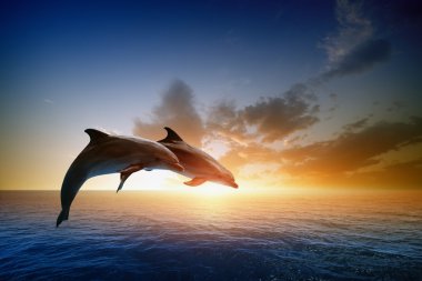 Dolphins jumping clipart