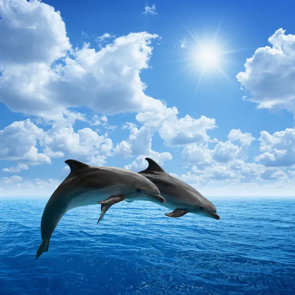 Delphine springen — Stockfoto