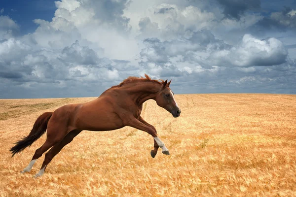 Running horse — Stock Photo, Image