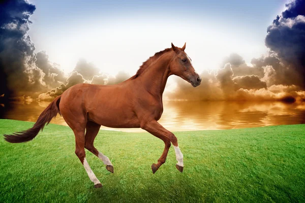 Cavalo de corrida, pôr do sol — Fotografia de Stock