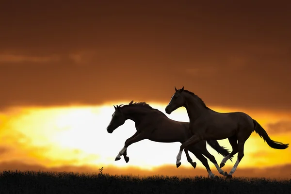 Två rinnande hästar — Stockfoto