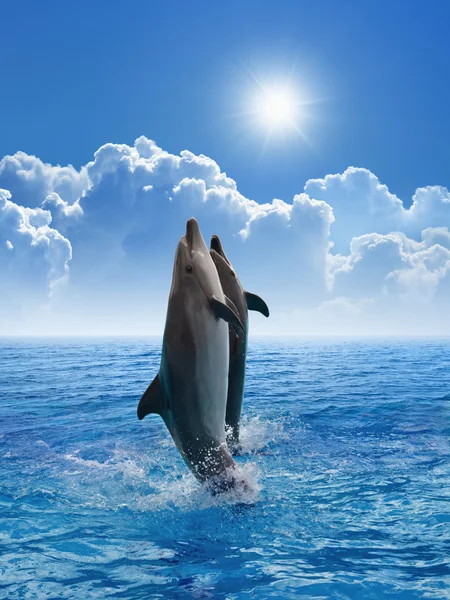 Dolphins jumping — Stock Photo, Image