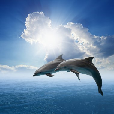 Dolphins jumping clipart