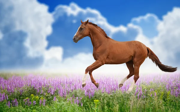 Кінь на зеленому полі — стокове фото