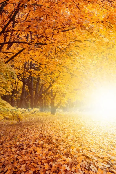Coucher de soleil d'automne dans le parc — Photo