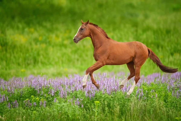 Άλογο στο πράσινο λιβάδι — Φωτογραφία Αρχείου