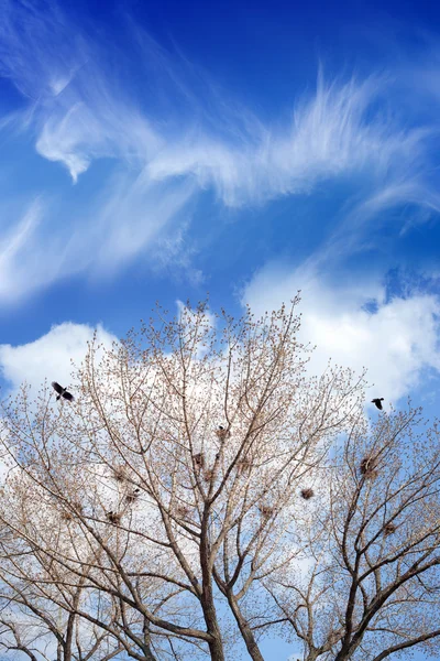 Bird nests on trees — Stock Photo, Image