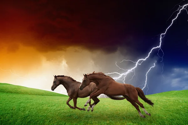 Двоє коней, буря блискавка — стокове фото