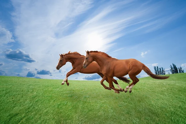 Löparhästar — Stockfoto
