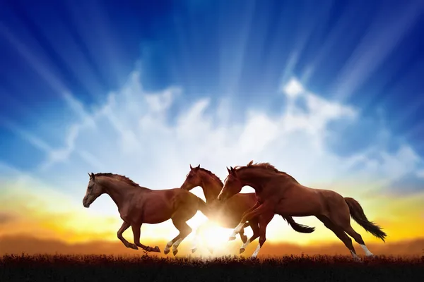 Löparhästar — Stockfoto