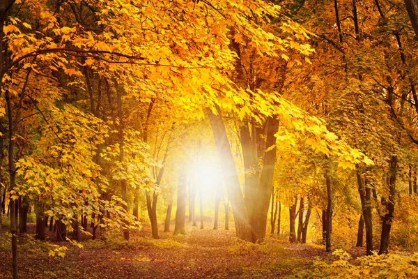 Herbsttag im Wald — Stockfoto