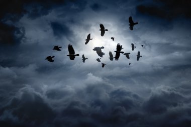 Flying ravens clipart