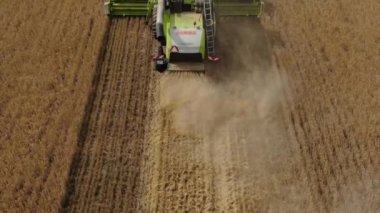 - Rusya. İrkutskaya oblast. 20 Ağustos 2021. Buğday tarlasında çalışan hasat makinesini birleştirin. Bir çiftlikte mahsul keserken hasat makinesi. Tahıl hasadı sırasında birleşiklerin drone görünümü.