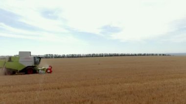 - Rusya. İrkutskaya oblast. 20 Ağustos 2021. Buğday tarlasında çalışan hasat makinesini birleştirin. Bir çiftlikte mahsul keserken hasat makinesi. Tahıl hasadı sırasında birleşiklerin drone görünümü.
