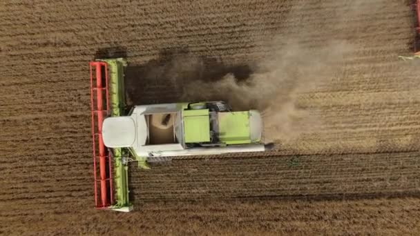 俄罗斯 Irkutskaya州 2021年8月20日在小麦地里干活的联合收割机 农场收割庄稼时的收获机 谷物收获过程中组合的Drone视图 — 图库视频影像