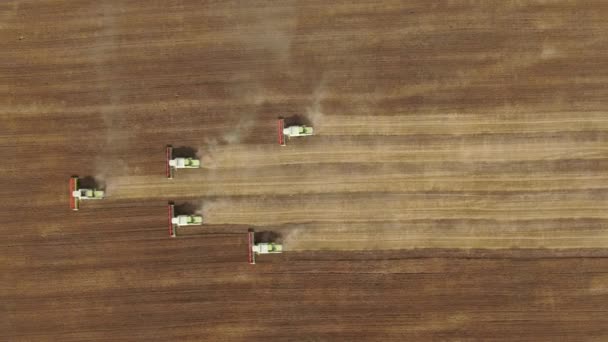 Rusko Irkutská Oblast Srpen2021 Kombinovat Kombajn Pracující Pšeničném Poli Sklizňový — Stock video
