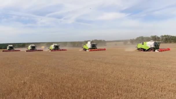 Russia Irkutskaya Oblast August 2021 Combine Harvester Working Wheat Field — Stock Video