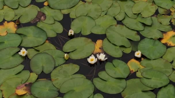 Fleurs Nénuphars Près Lac Baïkal Village Slyudyanka Tirer Depuis Drone — Video