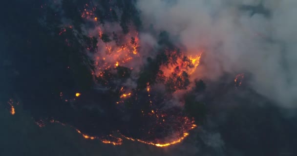 Incendio Forestale Foresta Sta Andando Fuoco Regione Irkutsk Incidente Straordinario — Video Stock