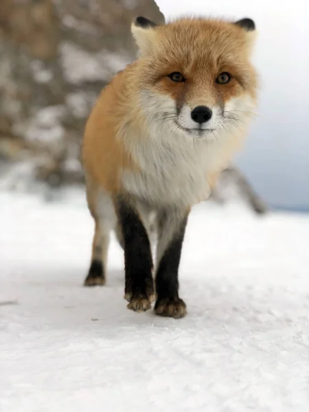 Fox Lake Baikal Fox Wild Winter Baikal Olkhon Lake — Stock Photo, Image