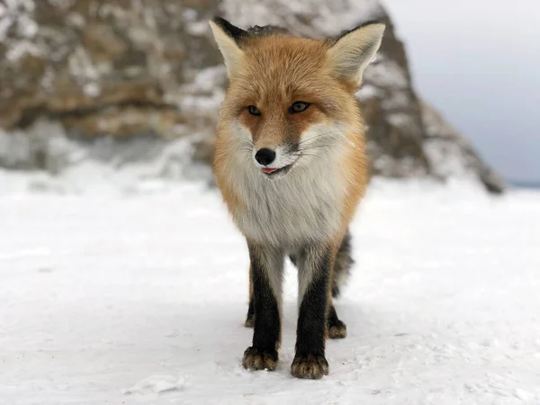 Fox Sur Lac Baïkal Fox Dans Nature Winter Baikal Lac — Photo