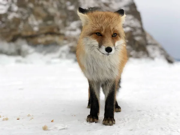 Fox Sur Lac Baïkal Fox Dans Nature Winter Baikal Lac — Photo