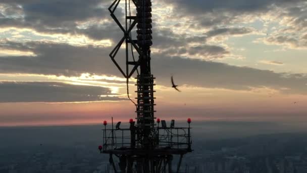 イルクーツクの街を夜明け 太陽はテレビ塔の上に昇る 上昇する太陽を背景にツバメが飛び立つ ドローンからの撮影 トップ表示 — ストック動画